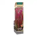 Bild 3 von GARDENLINE Ziergras
