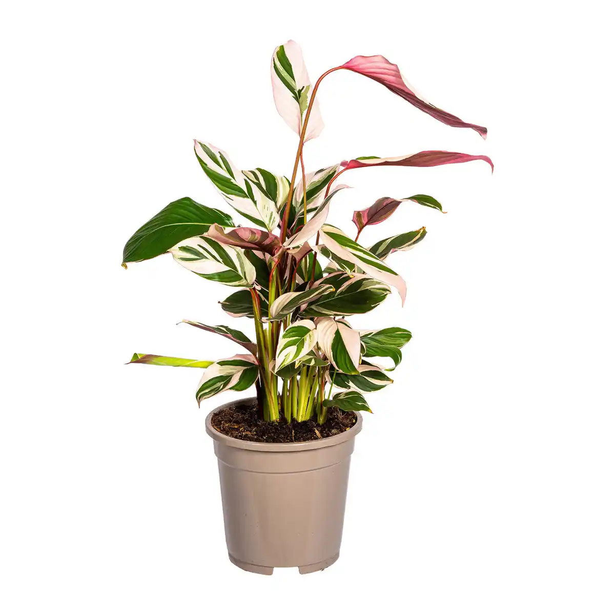 Bild 4 von GARDENLINE Grünpflanze