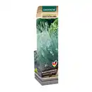 Bild 2 von GARDENLINE Ziergras