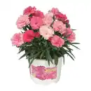 Bild 2 von GARDENLINE Dianthus-Party