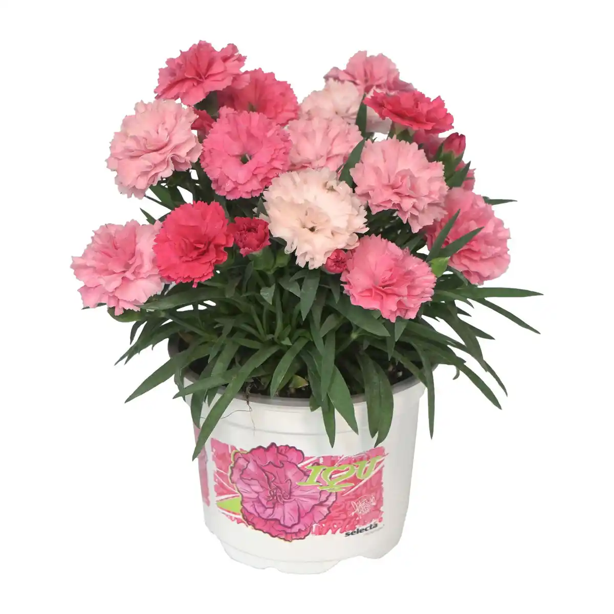 Bild 2 von GARDENLINE Dianthus-Party