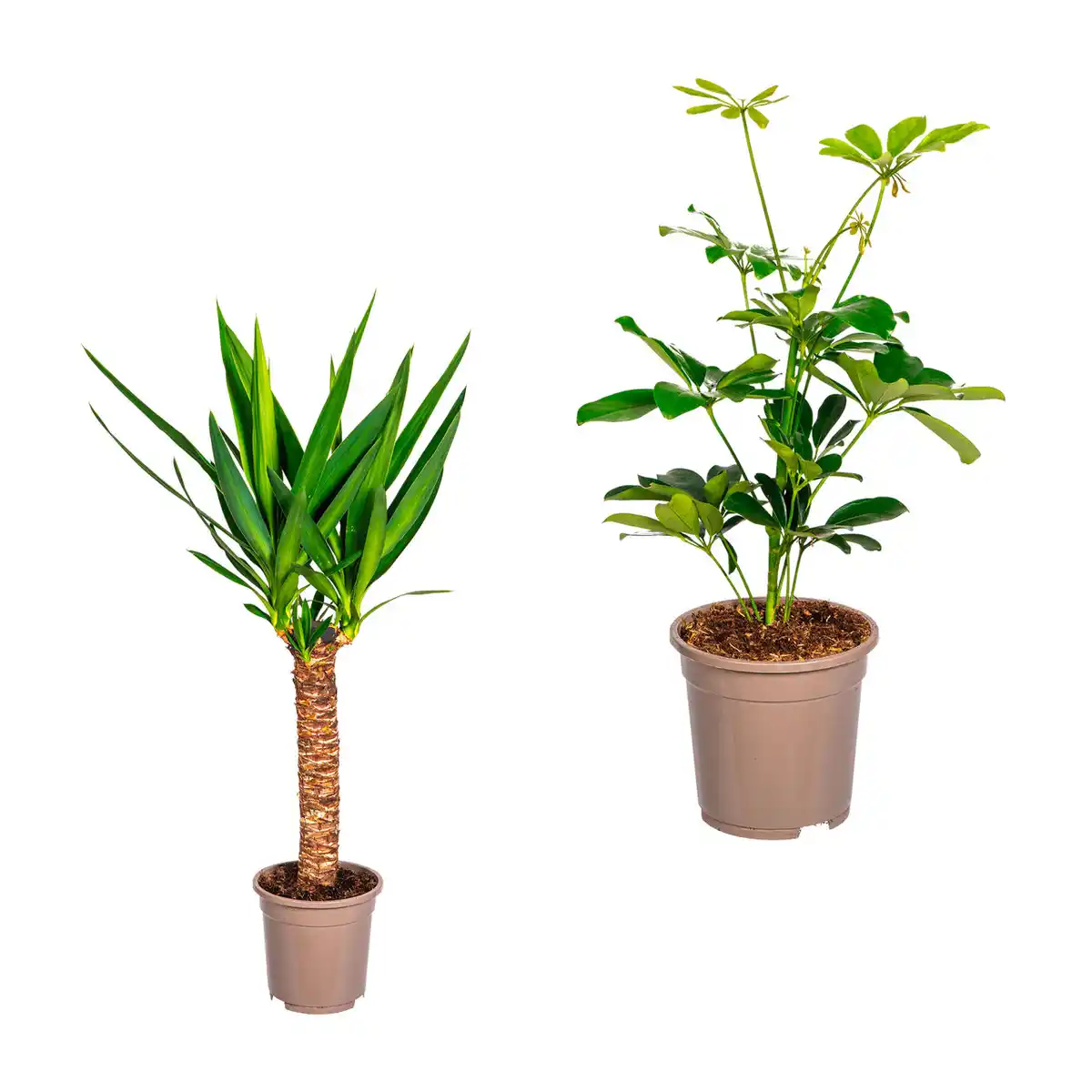 Bild 1 von GARDENLINE Grünpflanze