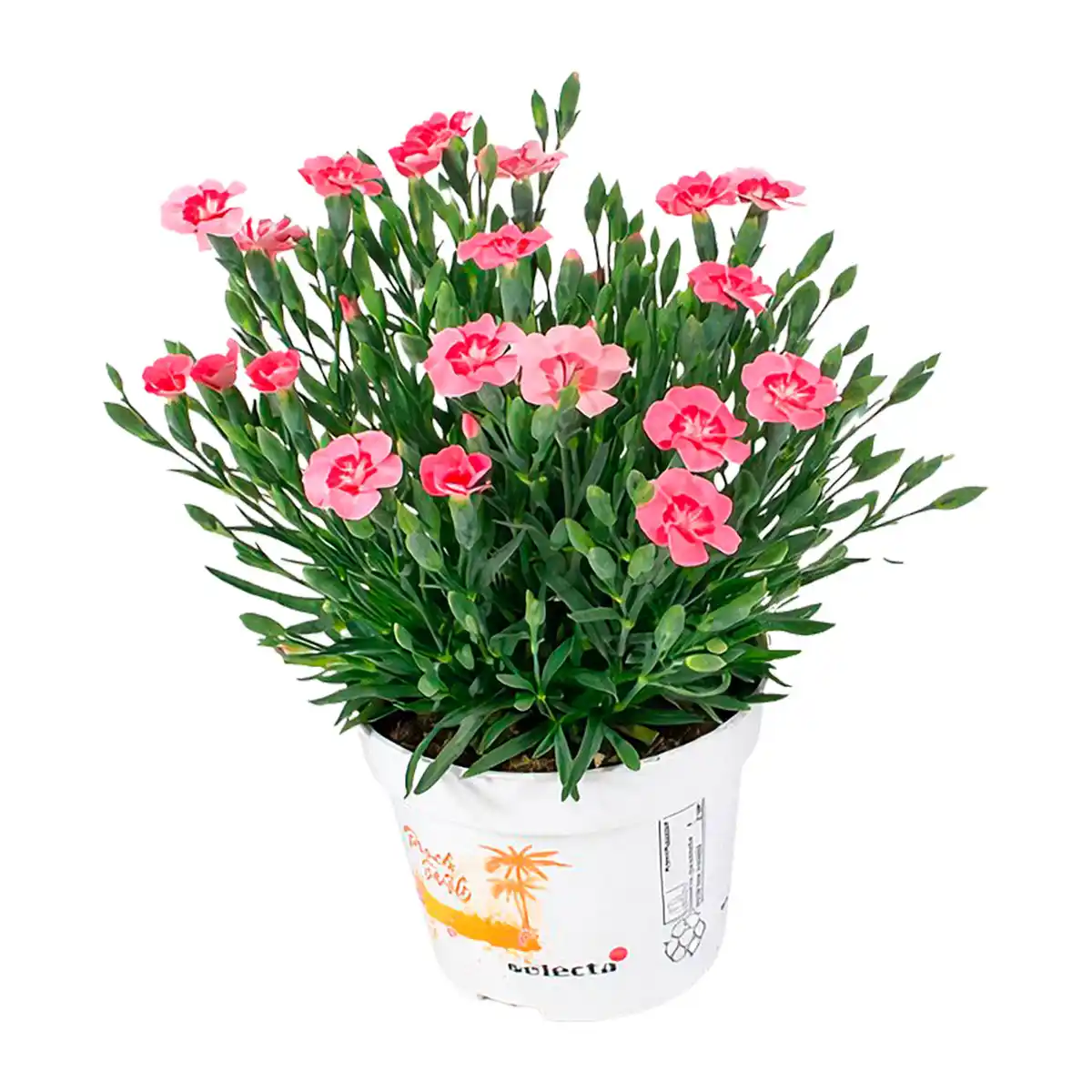 Bild 4 von GARDENLINE Dianthus-Party