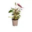Bild 3 von GARDENLINE Grünpflanze