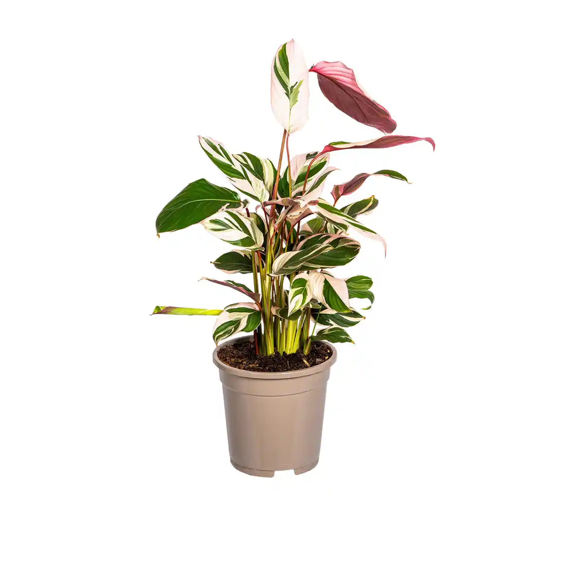 Bild 3 von GARDENLINE Grünpflanze