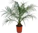 Bild 1 von Zwerg-Dattelpalme Phoenix roebelenii H 70-80 cm, 17 cm Topf