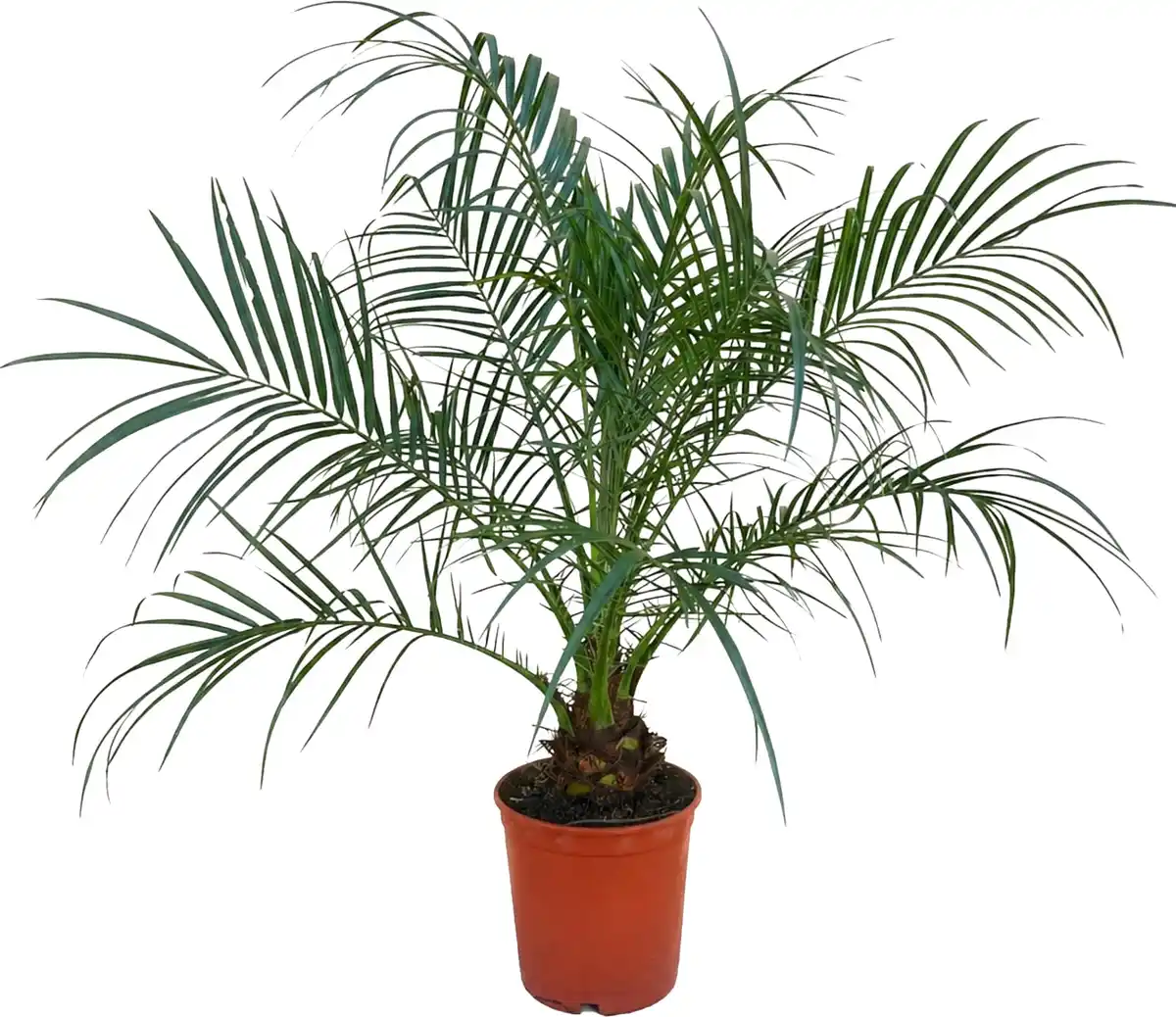 Bild 1 von Zwerg-Dattelpalme Phoenix roebelenii H 70-80 cm, 17 cm Topf