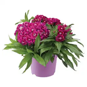 GARDENLINE Bartnelke