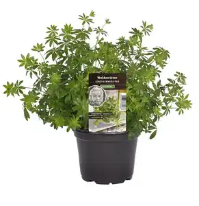Einsteinkräuter Waldmeister 12 cm Topf