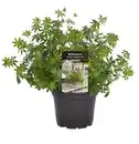 Bild 1 von Einsteinkräuter Waldmeister 12 cm Topf