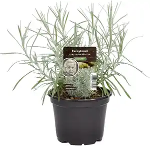 Einsteinkräuter Currykraut 12 cm Topf