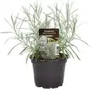 Bild 1 von Einsteinkräuter Currykraut 12 cm Topf