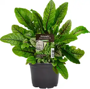 Einsteinkräuter Blutsauerampfer 12 cm Topf