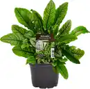Bild 1 von Einsteinkräuter Blutsauerampfer 12 cm Topf