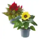 Bild 1 von Sonnenblume, Salvia, Celosia oder Calibrachoa