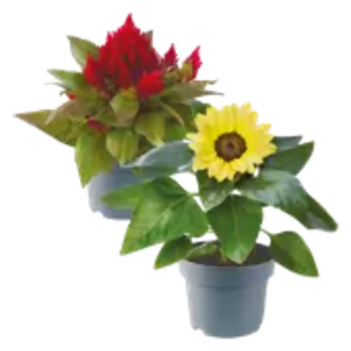 Bild 1 von Sonnenblume, Salvia, Celosia oder Calibrachoa