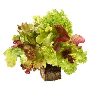 BESTES AUS DER REGION Bunter Salat mit Wurzelballen, Stück