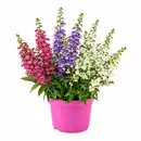 Bild 1 von GARDENLINE All Pink Sommerpflanzen, Angelonia Trio