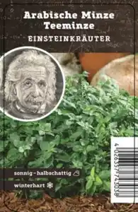 Einsteinkräuter - arabische Minze 12 cm Topf