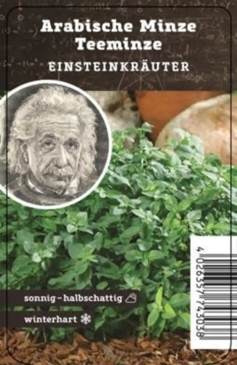 Bild 1 von Einsteinkräuter - arabische Minze 12 cm Topf