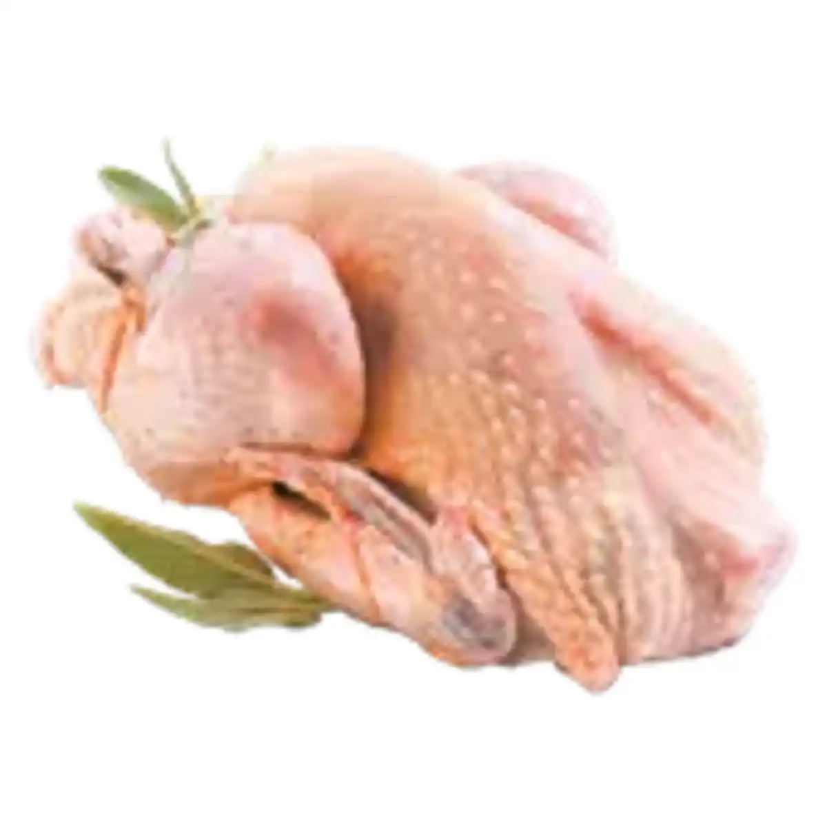 Bild 1 von Frisches spanisches Perlhuhn