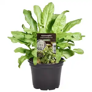 Einsteinkräuter Sauerampfer 12 cm Topf