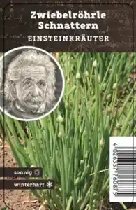 Einsteinkräuter Zwiebelröhrle 12 cm Topf