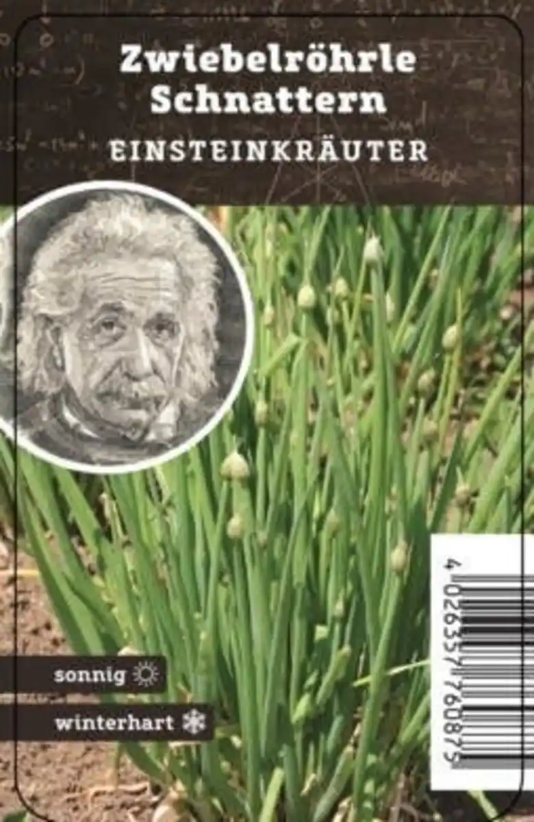 Bild 1 von Einsteinkräuter Zwiebelröhrle 12 cm Topf