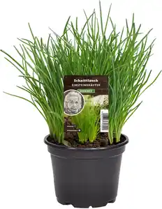 Einsteinkräuter Schnittlauch 12 cm Topf