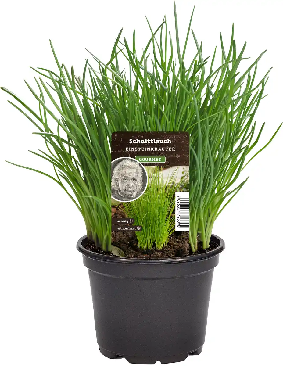 Bild 1 von Einsteinkräuter Schnittlauch 12 cm Topf