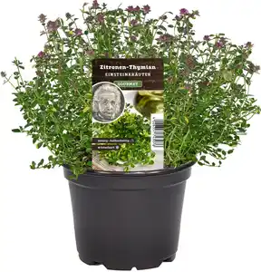 Einsteinkräuter Zitronenthymian 12 cm Topf