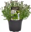 Bild 1 von Einsteinkräuter Zitronenthymian 12 cm Topf
