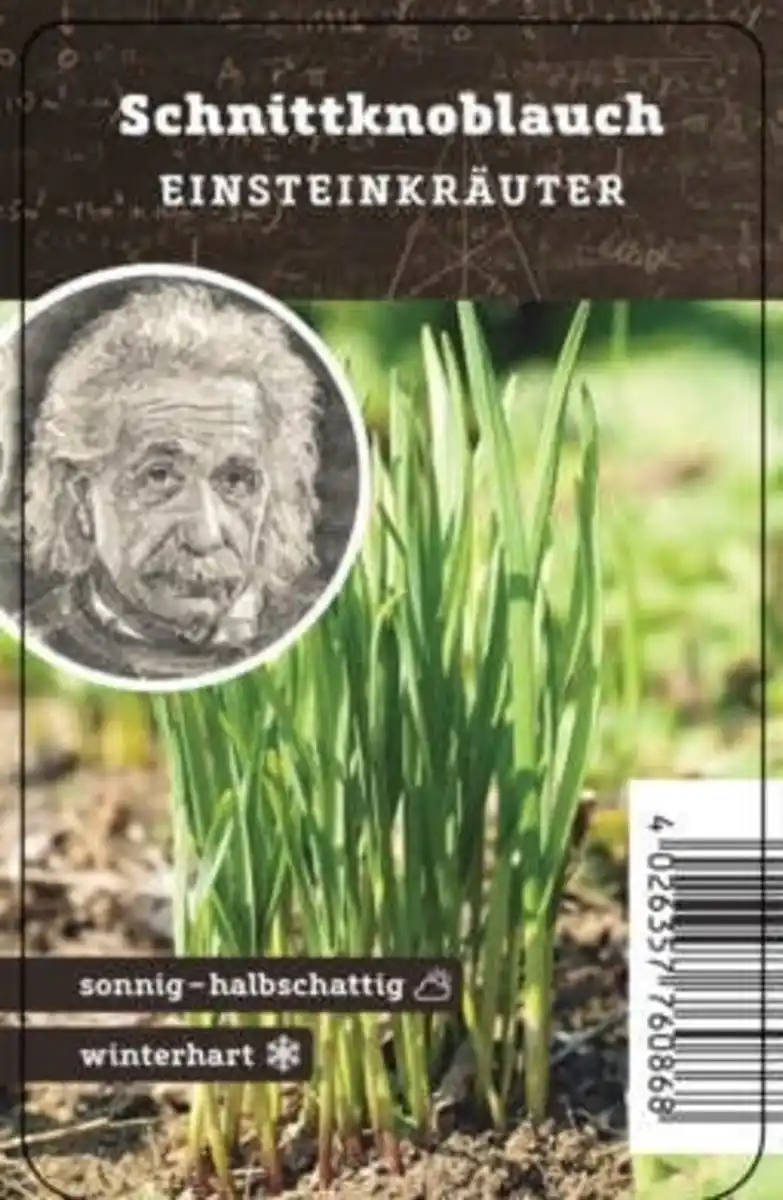 Bild 1 von Einsteinkräuter - Schnittknoblauch 12 cm Topf