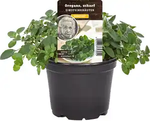 Einsteinkräuter - Oregano scharf 12 cm Topf