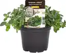 Bild 1 von Einsteinkräuter - Oregano scharf 12 cm Topf
