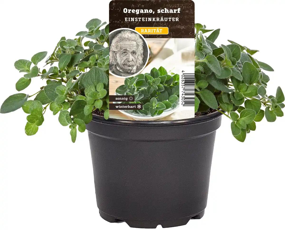 Bild 1 von Einsteinkräuter - Oregano scharf 12 cm Topf