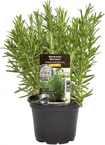 Einsteinkräuter Rosmarin 12 cm Topf