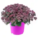 Bild 1 von GARDENLINE All Pink Sommerpflanzen, Sedum Pink hell