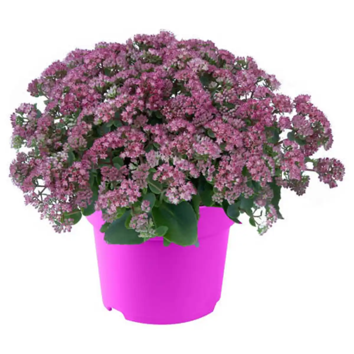 Bild 1 von GARDENLINE All Pink Sommerpflanzen, Sedum Pink hell