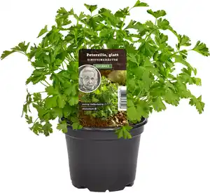 Einsteinkräuter Petersilie glatt 12 cm Topf