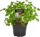Bild 1 von Einsteinkräuter Petersilie glatt 12 cm Topf