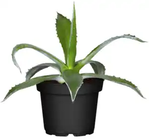 Agave