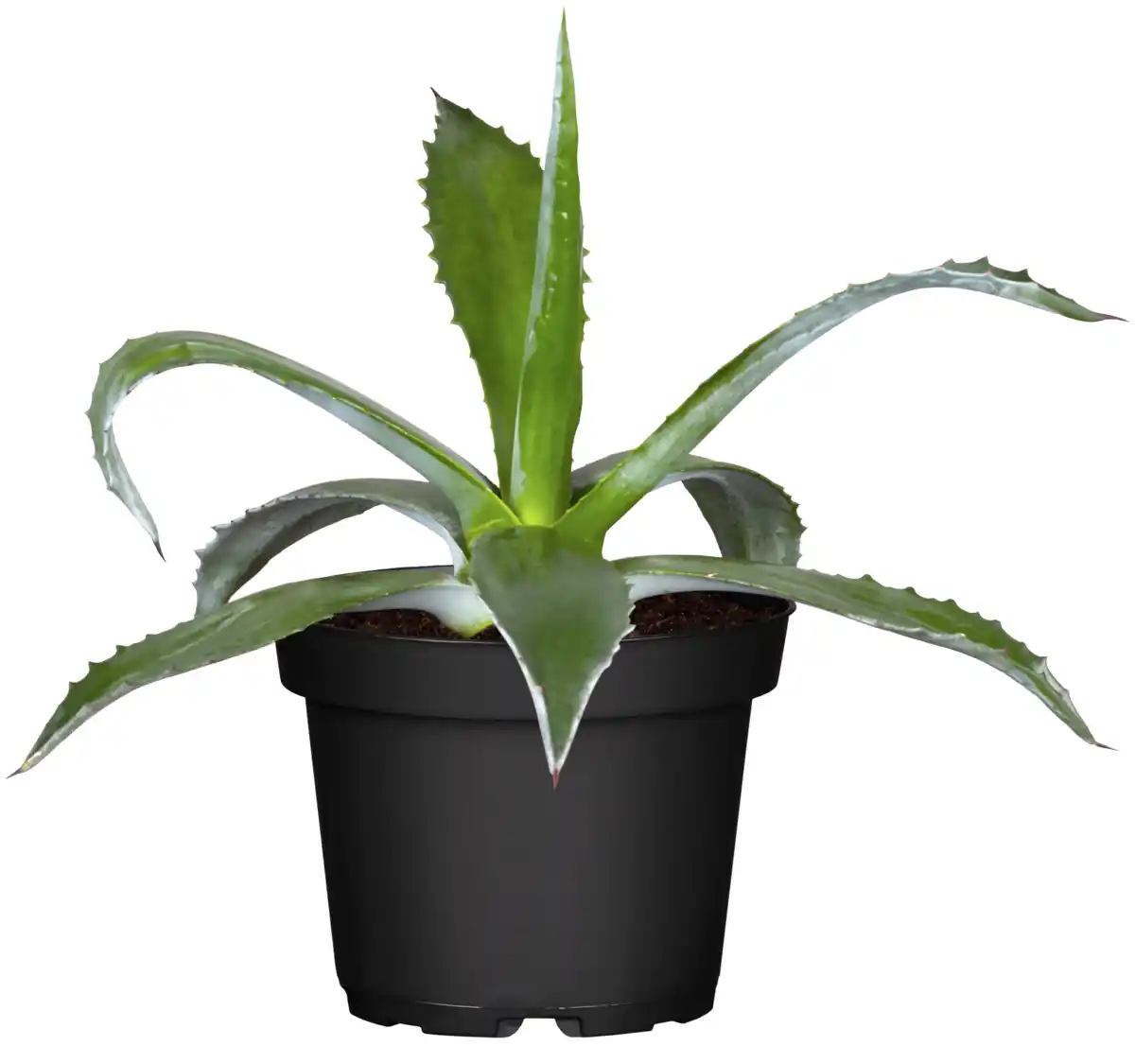 Bild 1 von Agave