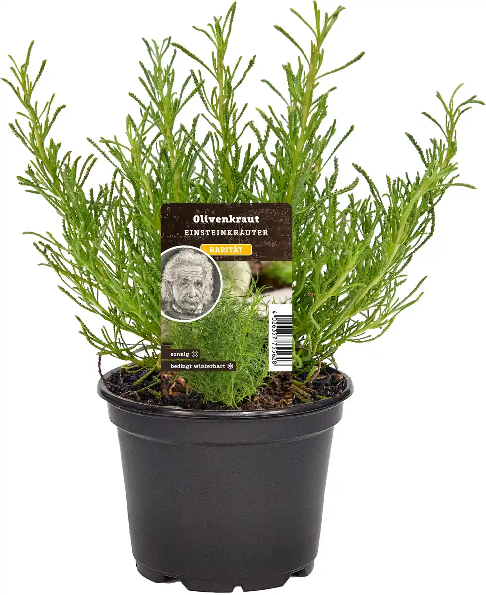 Bild 1 von Einsteinkräuter Olivenkraut 12 cm Topf
