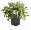 Bild 1 von Einsteinkräuter - Ruccola Speedy 12 cm Topf