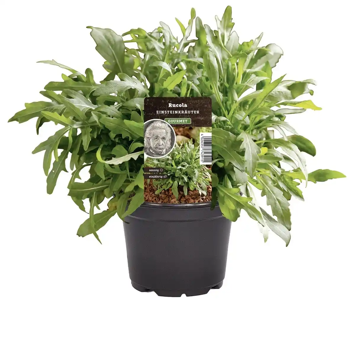 Bild 1 von Einsteinkräuter - Ruccola Speedy 12 cm Topf