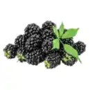 Bild 1 von Brombeeren