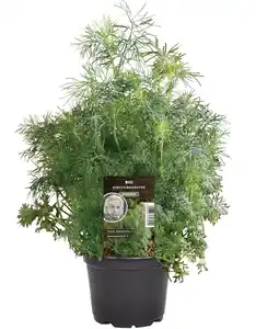 Einsteinkräuter Dill 12 cm Topf