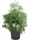 Bild 1 von Einsteinkräuter Dill 12 cm Topf