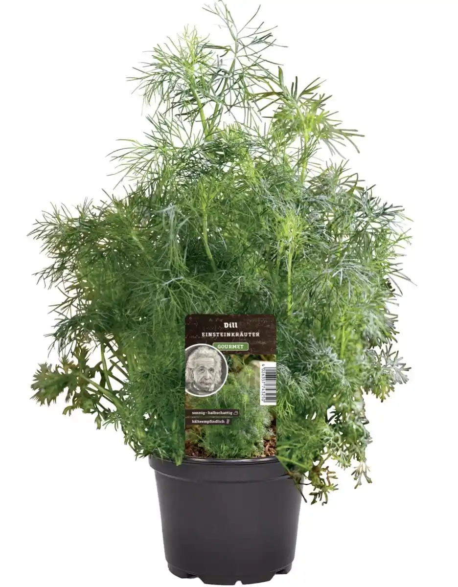 Bild 1 von Einsteinkräuter Dill 12 cm Topf